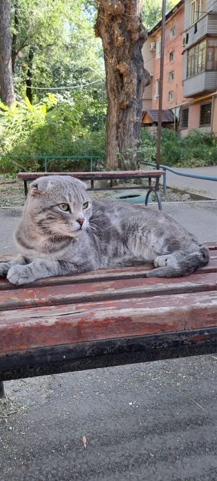 Найден вислоухий кот — отдам в хорошие руки