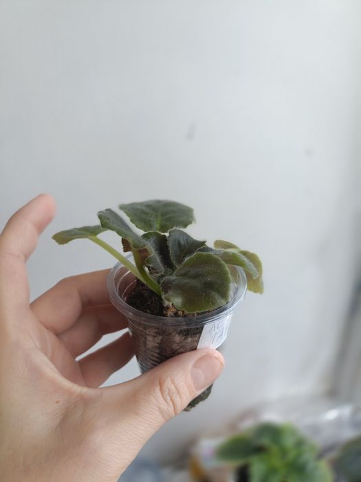 Стартеры и детки сортовых фиалок