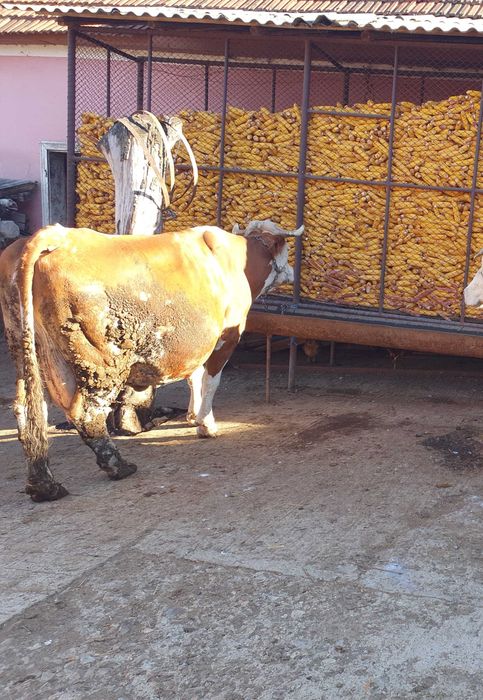 Vaca gestanta de  vânzare