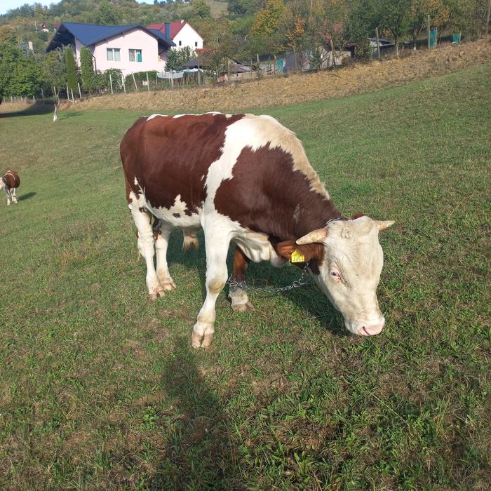 Vând taur bălțat