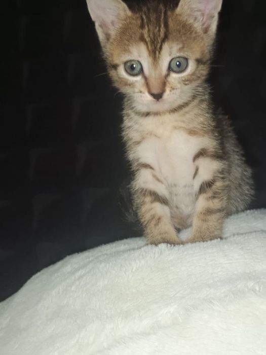 Котята от сфинска. Игривые, ласковые