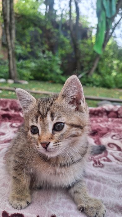 Котёнок/ котята отдам