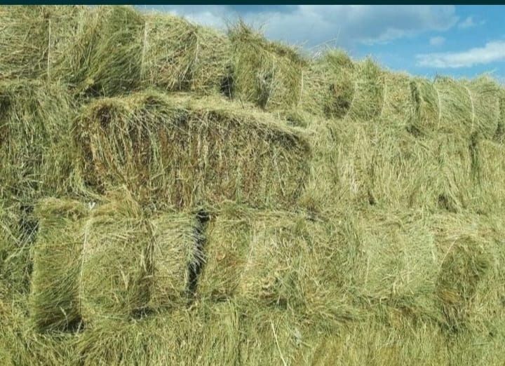 Продам сено в тюках
