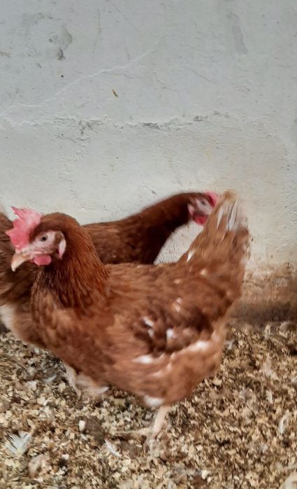 Vând găini roșii ouătoare rasă issa Brown puicuțe ouătoare