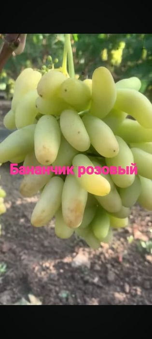 Виноград разных сортов