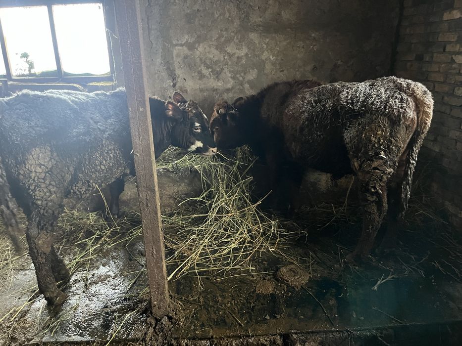 Төрт бас буқа сатылады,екеуі бір жас