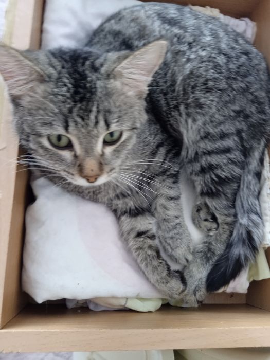 Коты от года и выше