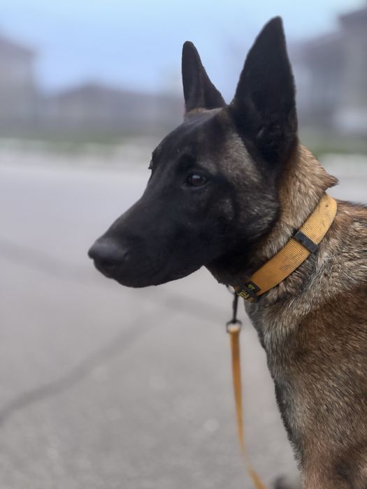 Белгийска овчарка (малиноа)