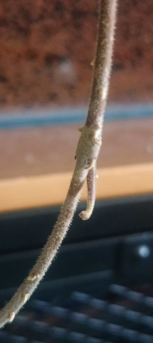 Hoya carnosa - planta de interior, cu inflorire anterioara