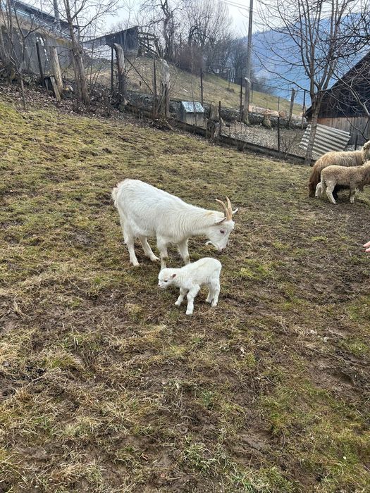 Iadă fătată recent