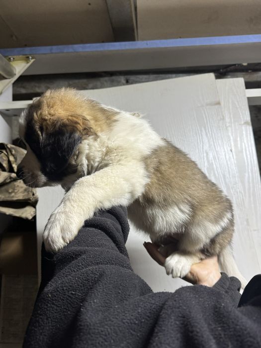 Продам Щенков московской сторожевой