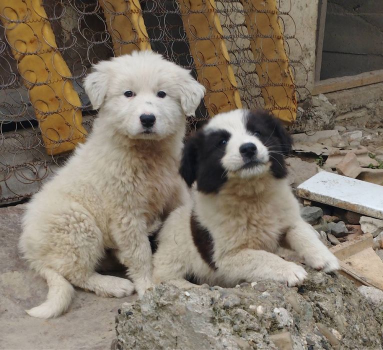 Metis ciobanesc de adoptie