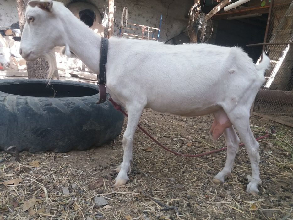 Ona bola Alpin nomli echkilar sutdor