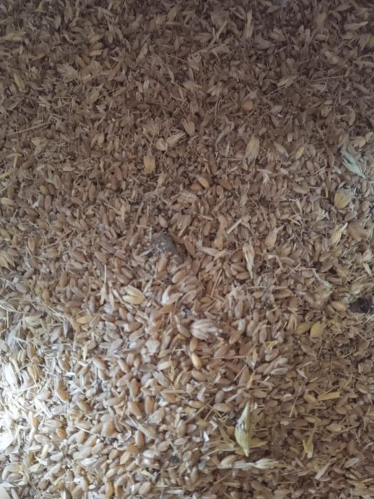 Зерно отходы пшеничные