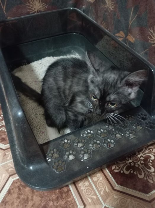 Котенок девочка 2.5 месяца