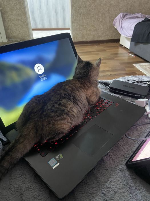 отдам в добрые хорошие руки кошку
