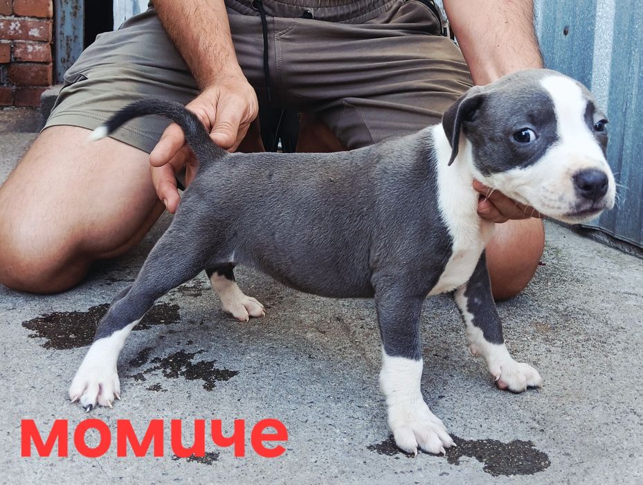 Pitbul-Питбул-Pitbul