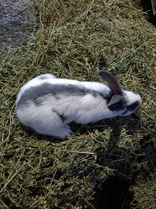 Vând Iepuri multiple rase