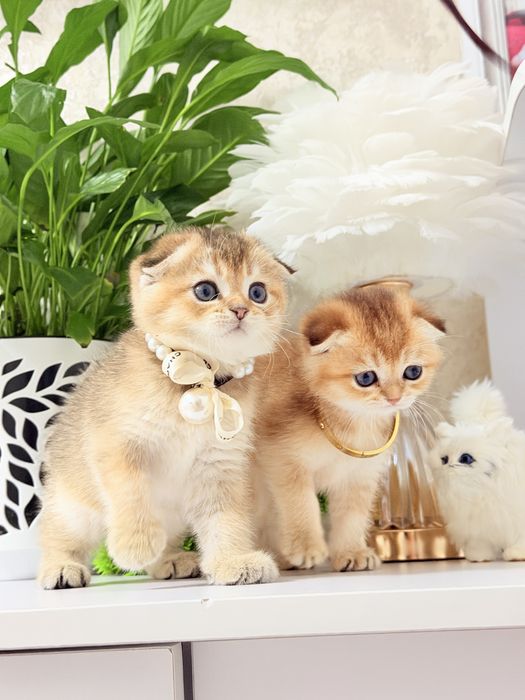 Котята чистокровные