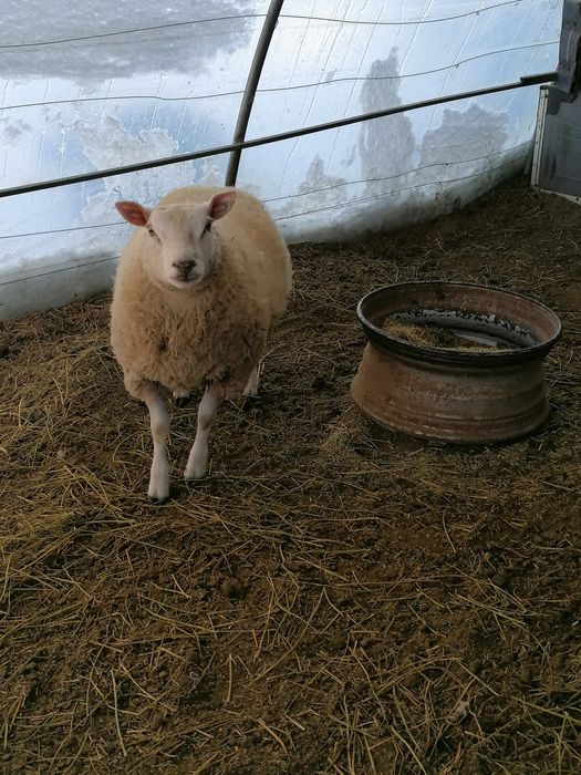 Berbec texal de vânzare