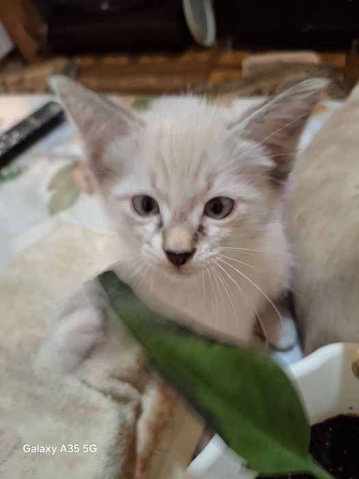 Продаются сиамские котята