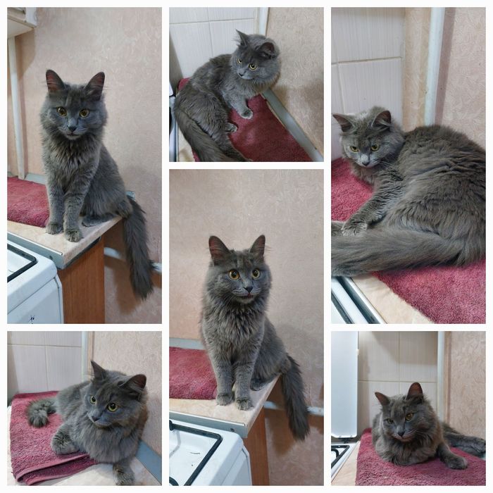 Кот 6- 7 месяцев