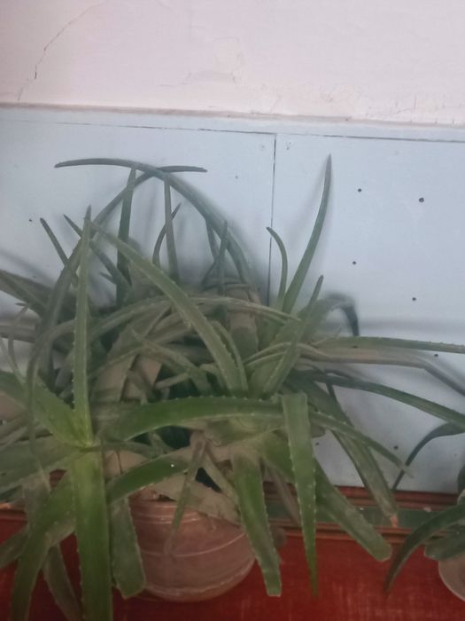 Aloe vera foydali  tez sotiladi narxi kelishiladi.Uy sharoitida