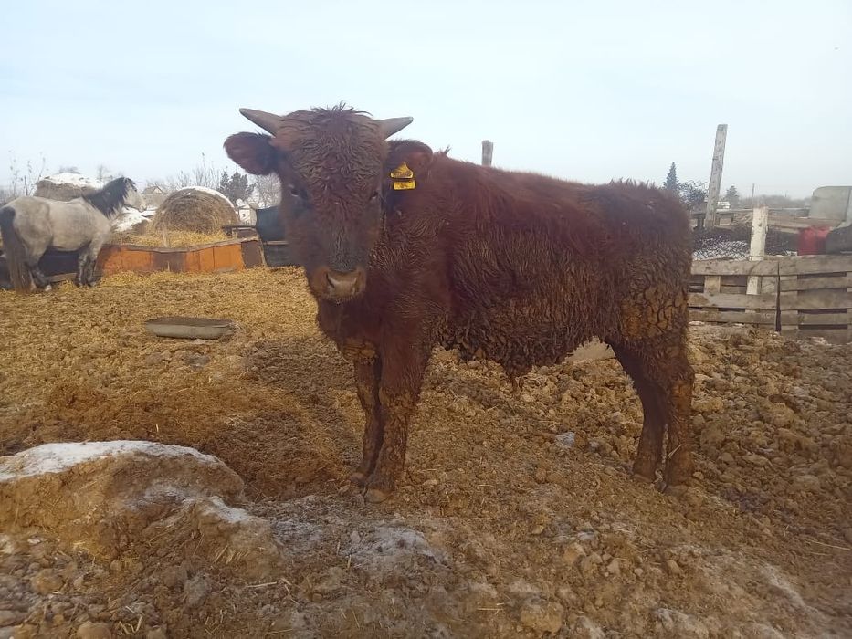 Продам два быка с откорма