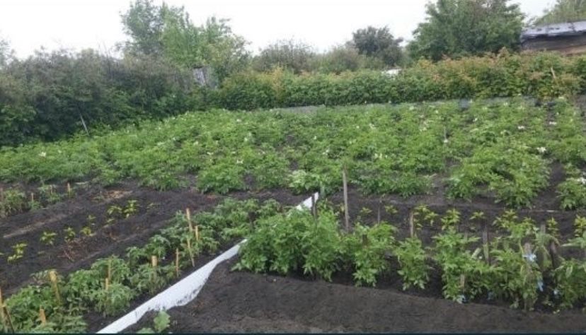 Дача текстильщиков 2