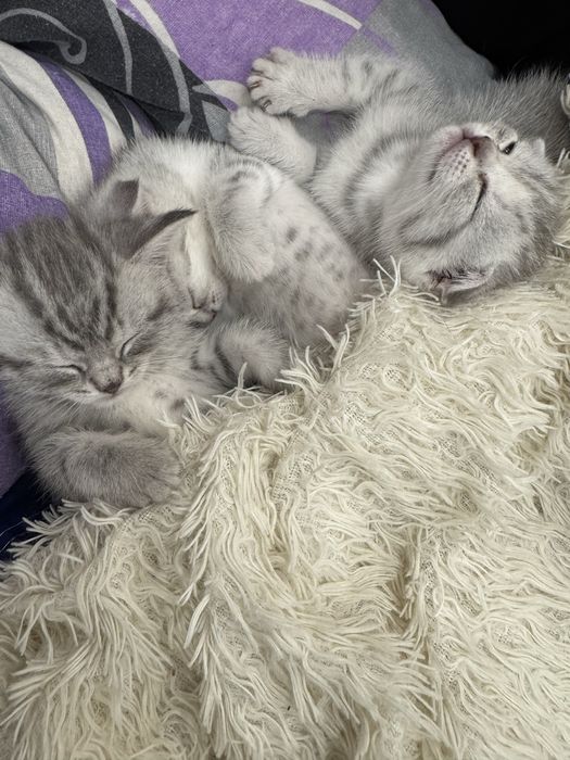 Котята шотландские