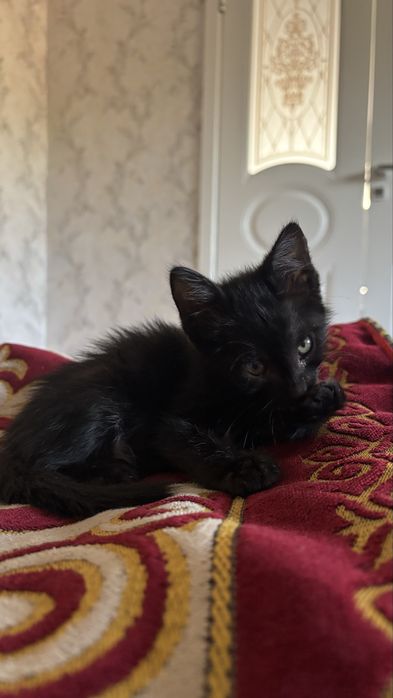 котенок ищет добрых хозяев