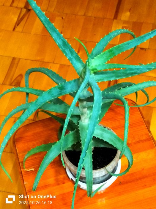 Алоэ древовидное