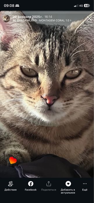 Отдам в хорошие руки