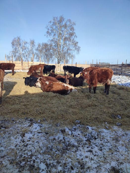 Продам телок 1.5 годавалые