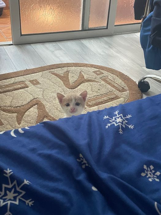 Motan în vârstă de 2 luni dat spre adopție