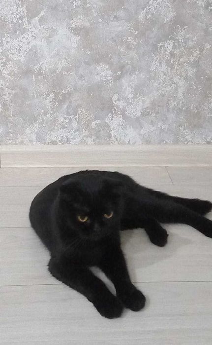 Вислоухая кошечка в добрые руки