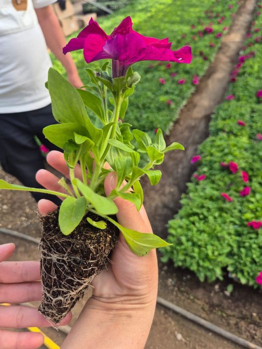 Оптом петунья,бархатцы