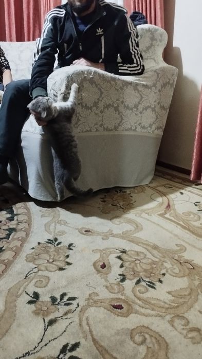 Mushuk tozza paro‘dalik