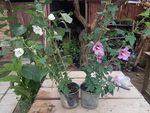 Хибискус Кичест - Дървовидна ружа 
Студоустойчив