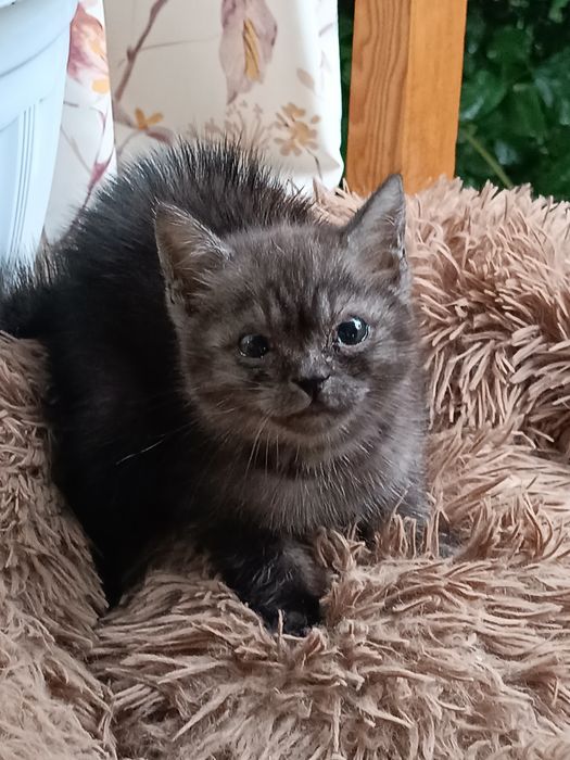 Бесплатно котенок