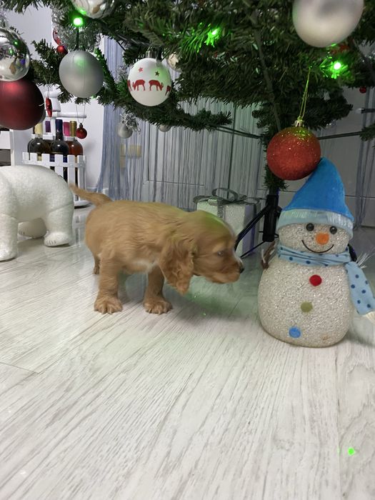 Cocker Spaniel disponibil