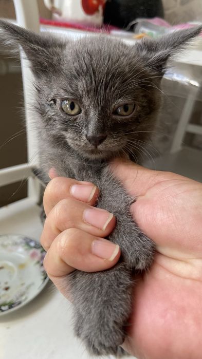 Котенок в самые добрые руки!