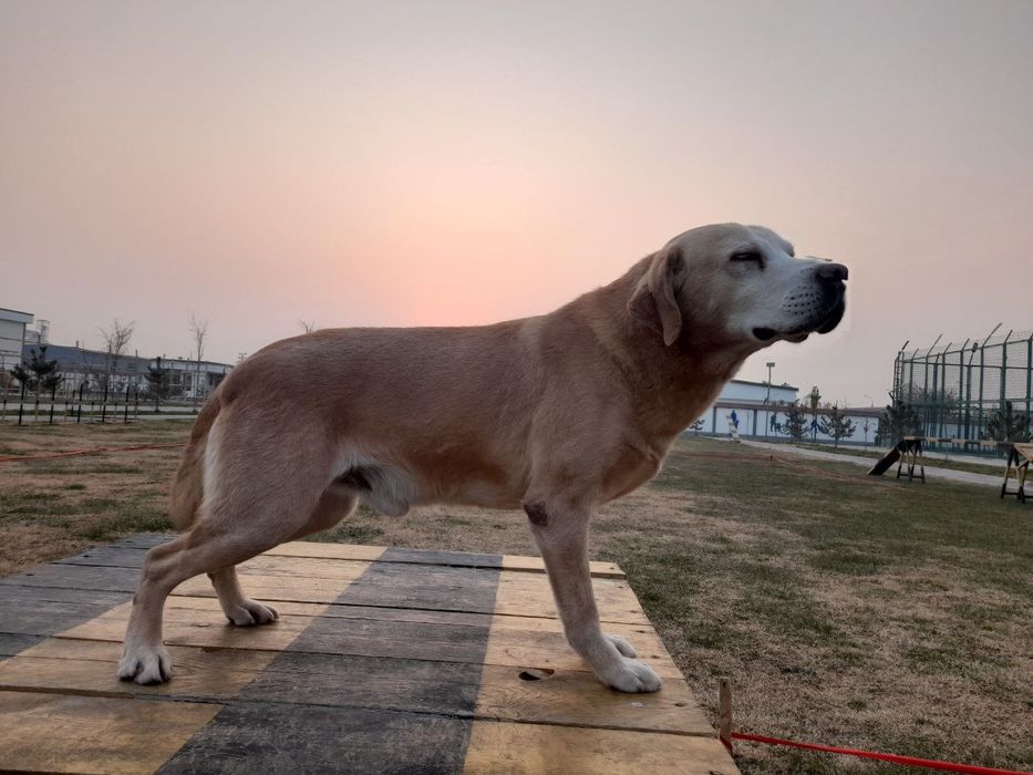 Лабрадор кличка Шерри