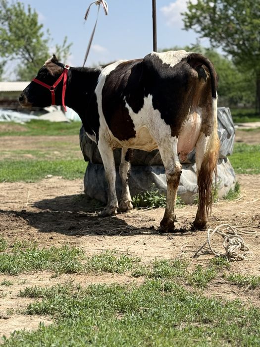 Сүтті бұзаулы сиыр