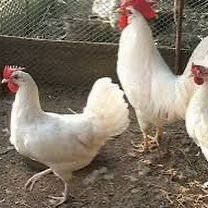 Куры таук несушки легорны продам