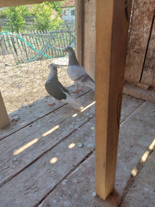 Porumbei de vanzare  sibiu