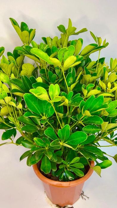 Шеффлера шикарная  70-80 см