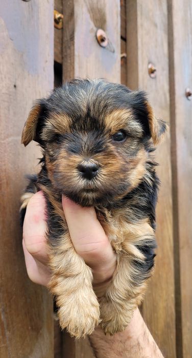 Йоркширски териер  - мини!!!