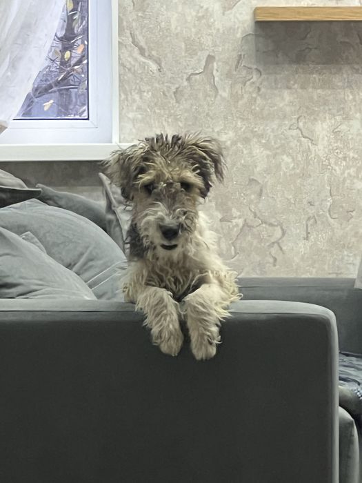 Собака фокстерьер для связки