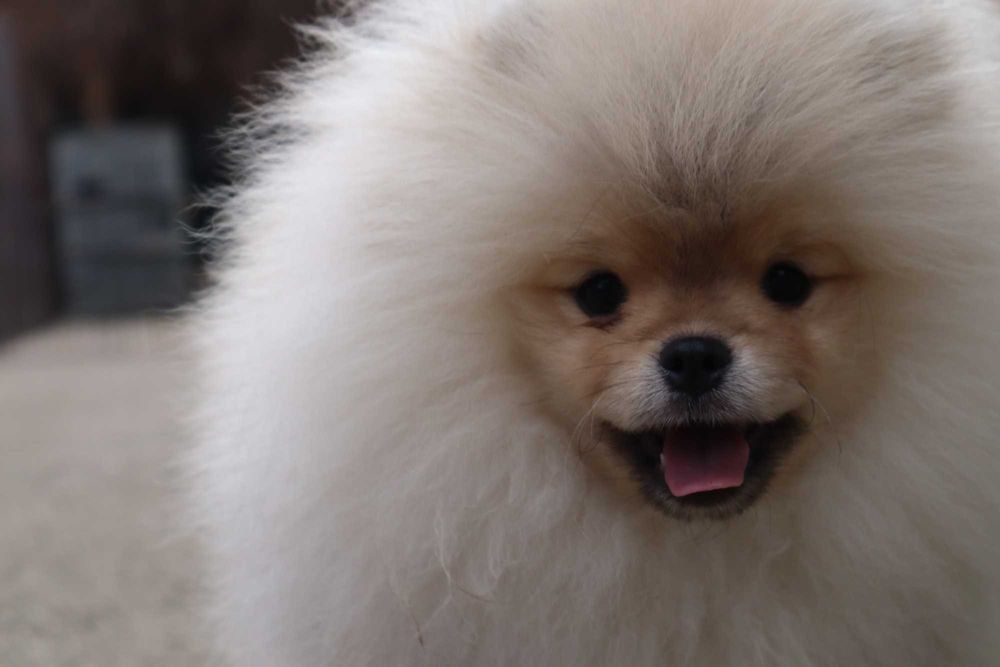 Страхотно момченце померан с родословие FCI